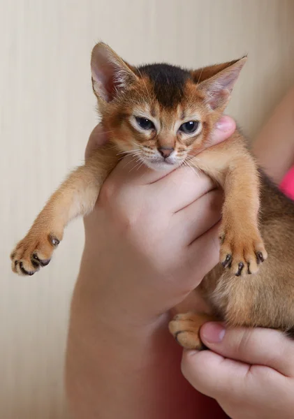 Portrait of a cute kitten in female hands — Stock Photo, Image