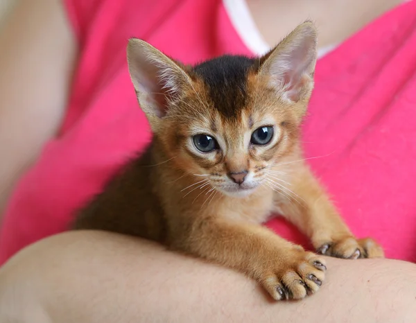 Retrato de un lindo gatito en manos femeninas — Foto de Stock