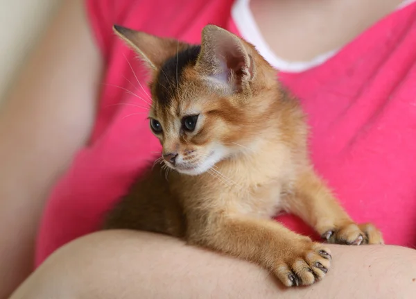 Ritratto di un simpatico gattino in mani femminili — Foto Stock