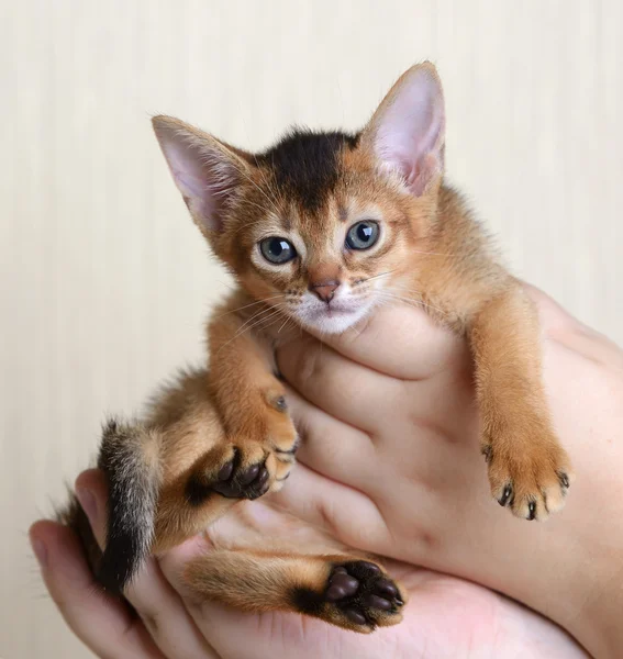 Ritratto di un simpatico gattino in mani femminili — Foto Stock