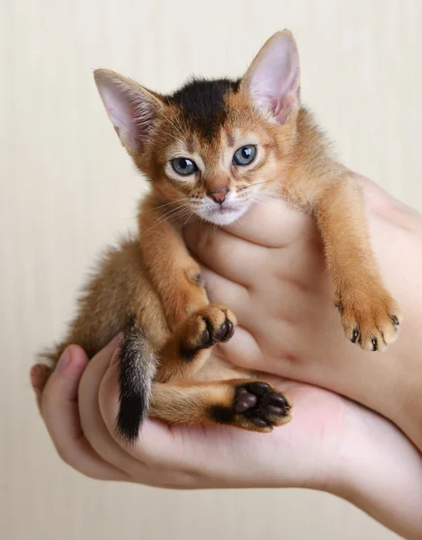 Ritratto di un simpatico gattino in mani femminili — Foto Stock