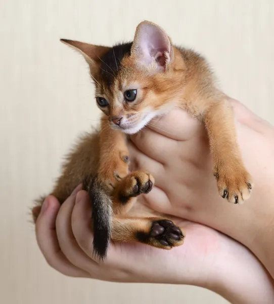 Ritratto di un simpatico gattino in mani femminili — Foto Stock