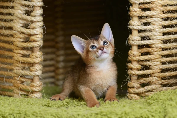 Ritratto di un simpatico gattino somalo — Foto Stock