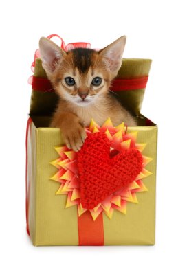 Valentine Tema kedi yavrusu hediye kutusunda