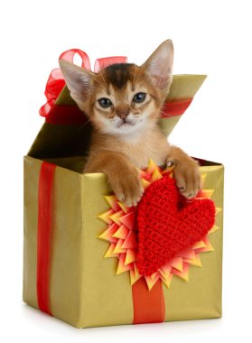 Valentine Tema kedi yavrusu hediye kutusunda