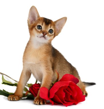 Valentine Tema kitten kırmızı gül