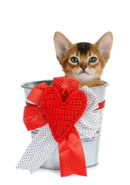 Valentine theme kitten sitting in a silver bucket — Stock Photo, Image