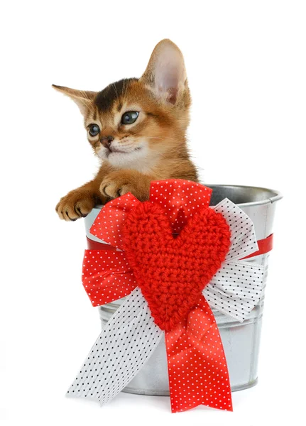 バレンタインのテーマの子猫銀製のバケツに座っています。 — ストック写真