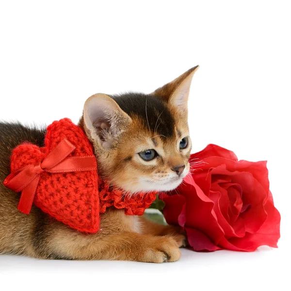 Αγίου Βαλεντίνου θέμα γατάκι με κόκκινη καρδιά και τριαντάφυλλο — Φωτογραφία Αρχείου