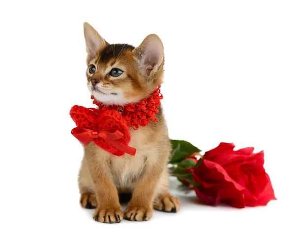 Valentine tema kattunge med rött hjärta och rose — Stockfoto