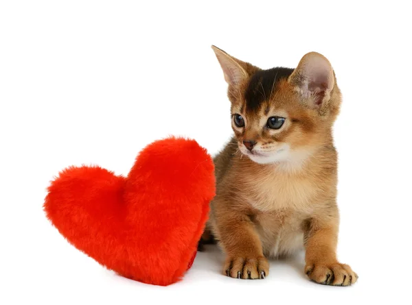 Walentynki tematu kociak z czerwonym sercem na białym tle — Zdjęcie stockowe