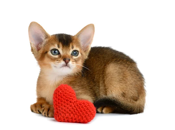 Valentine Tema yavru kedi ile izole kırmızı kalp