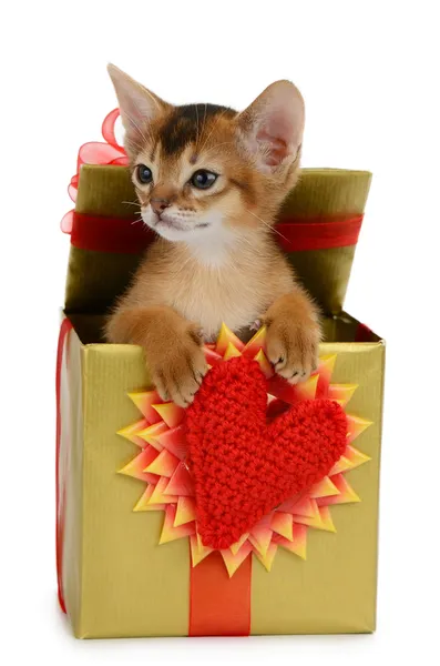 Valentine theme kitten in a present box — Stock Photo, Image