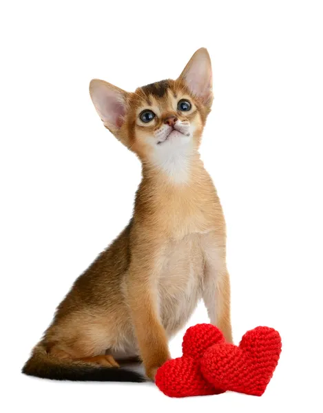 Valentine Tema yavru kedi ile izole kırmızı kalp — Stok fotoğraf