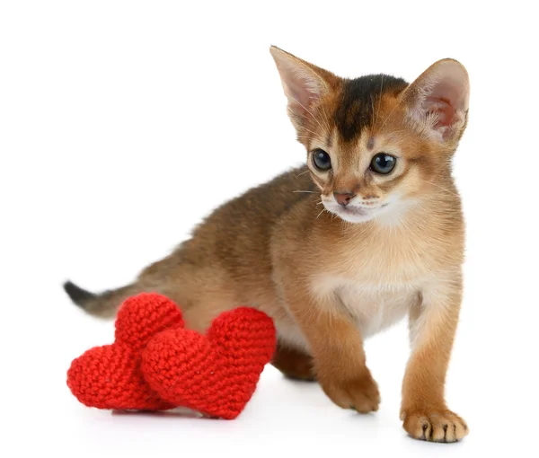 分離した赤いハート バレンタイン テーマ子猫 — ストック写真