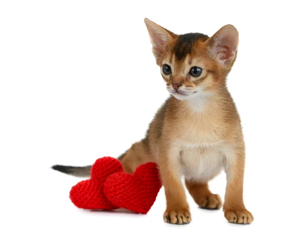 Valentine tema kattunge med rött hjärta isolerade — Stockfoto