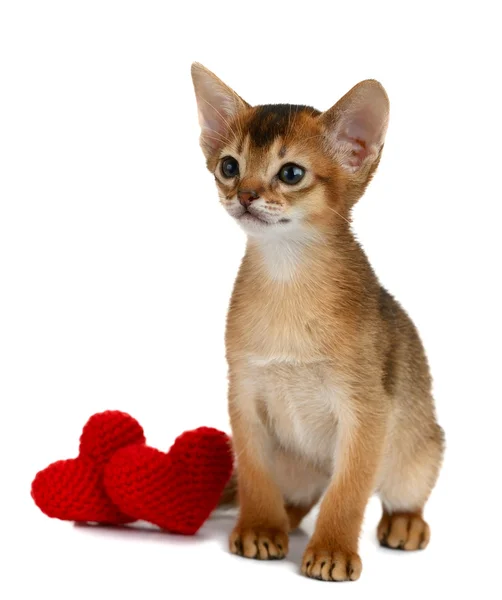 Gatito tema de San Valentín con corazón rojo aislado —  Fotos de Stock