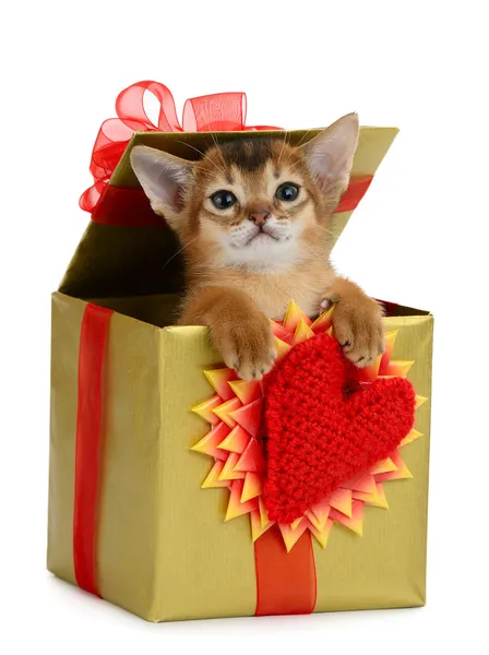 Valentine Tema kedi yavrusu hediye kutusunda — Stok fotoğraf