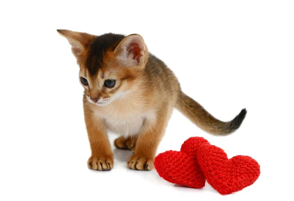 Valentine theme kitten with red heart isolated — Stock Photo, Image