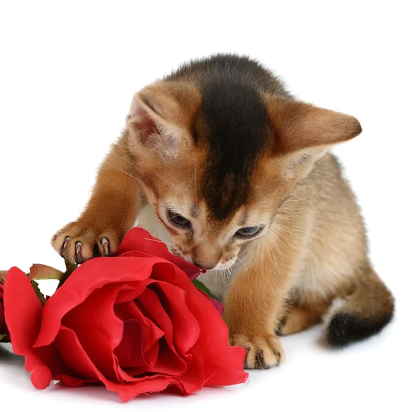 Valentine thema kitten met rode roos — Stockfoto