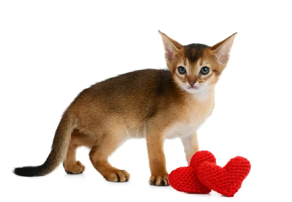Gattino a tema San Valentino con cuore rosso isolato — Foto Stock