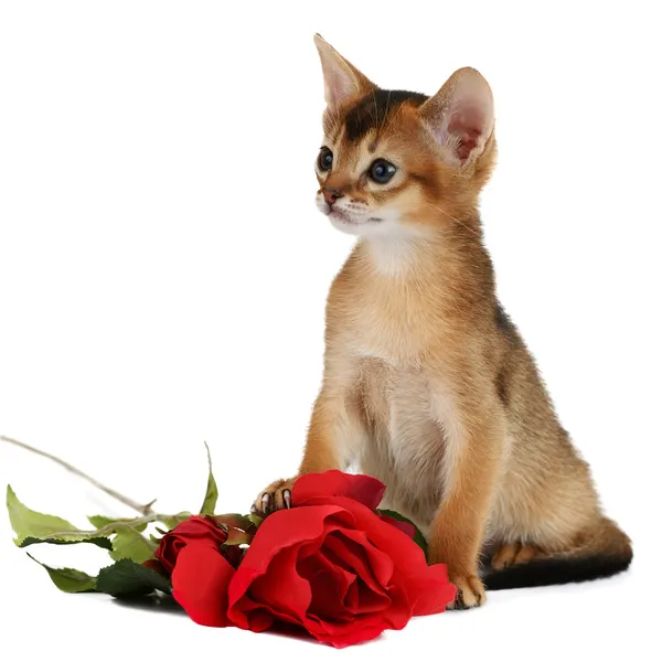 Gattino a tema San Valentino con rosa rossa — Foto Stock