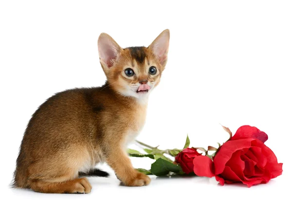 Valentine Tema kitten kırmızı gül — Stok fotoğraf