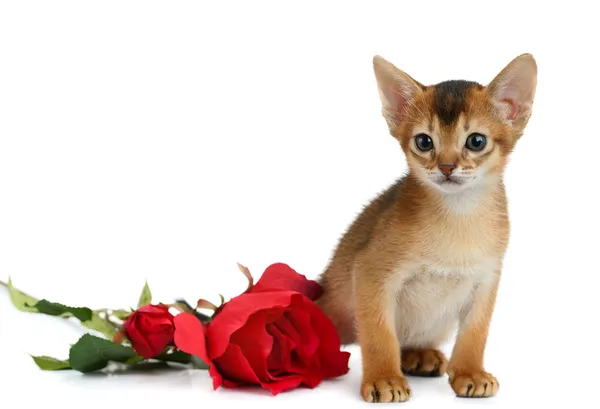 Valentine Tema kitten kırmızı gül — Stok fotoğraf