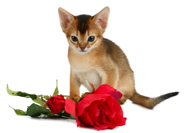 Valentine Tema kitten kırmızı gül — Stok fotoğraf