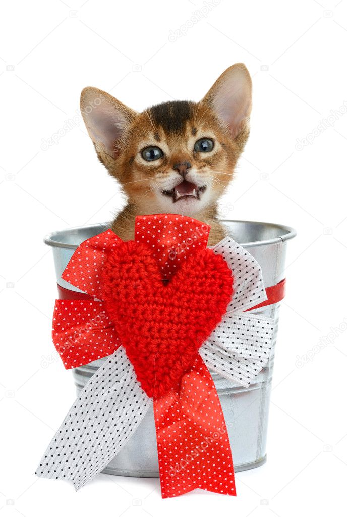 Valentine theme kitten sitting in a silver bucket