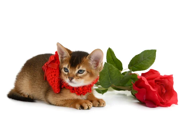 Kırmızı kalp ve gül Valentine Tema yavru kedi — Stok fotoğraf