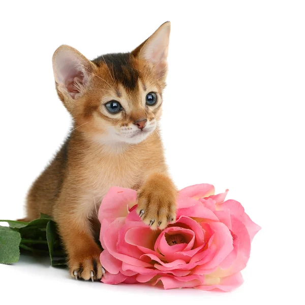 Valentine theme kitten with pink rose — Stock Photo, Image