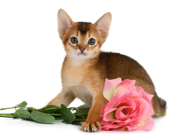 Gattino a tema San Valentino con rosa rosa — Foto Stock