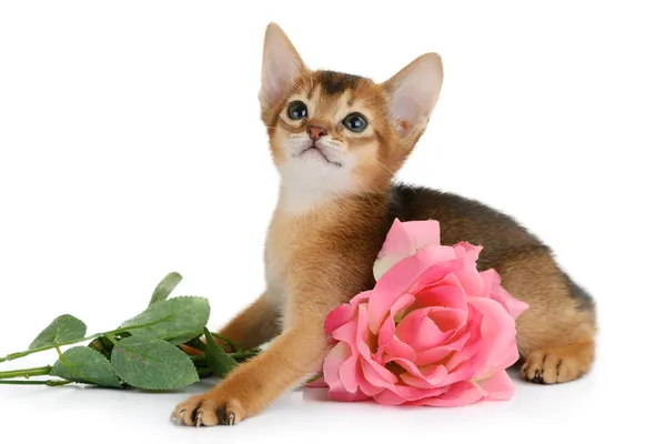 Valentine theme kitten with pink rose — Stock Photo, Image