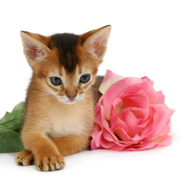 Valentine tema kattunge med Rosa Ros Royaltyfria Stockbilder