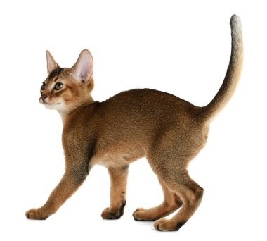 Beyaz arka planda izole edilmiş sevimli kedi yavrusu