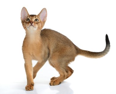 Beyaz arka planda izole edilmiş sevimli kedi yavrusu