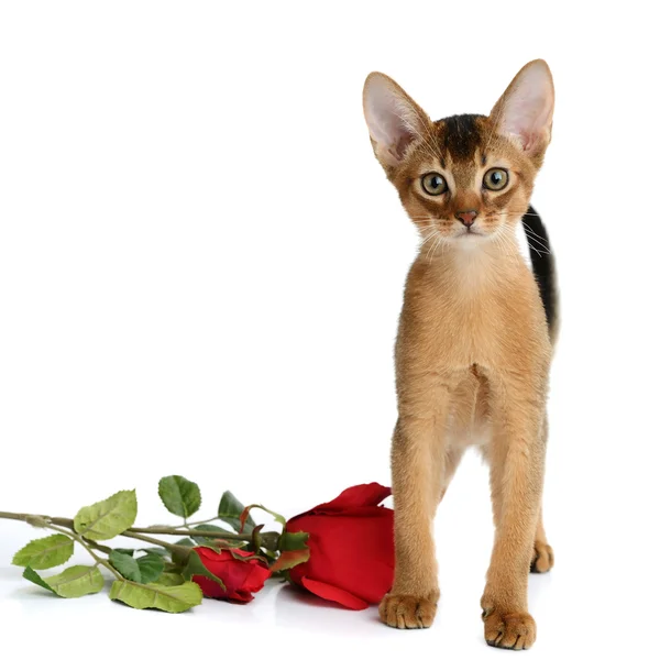 Gatinho bonito isolado no fundo branco — Fotografia de Stock