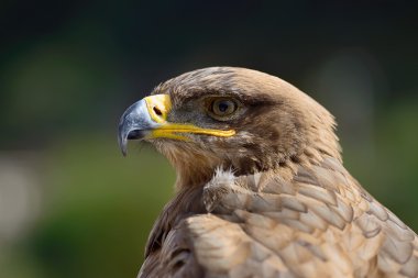 golden eagle portresi