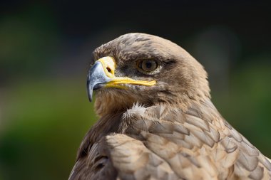 golden eagle portresi