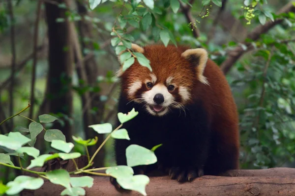 Retrato de un panda rojo . — Foto de Stock