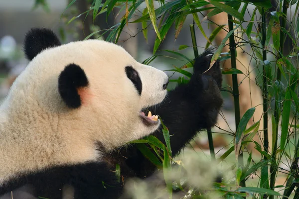 Oso panda gigante hambriento comiendo bambú — Foto de Stock