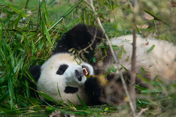 Hungry giant panda bear eating bamboo — Stock Photo, Image