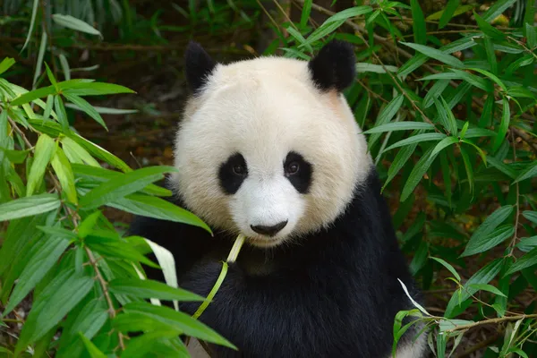 Hungrig jätte panda björn äter bambu Stockbild