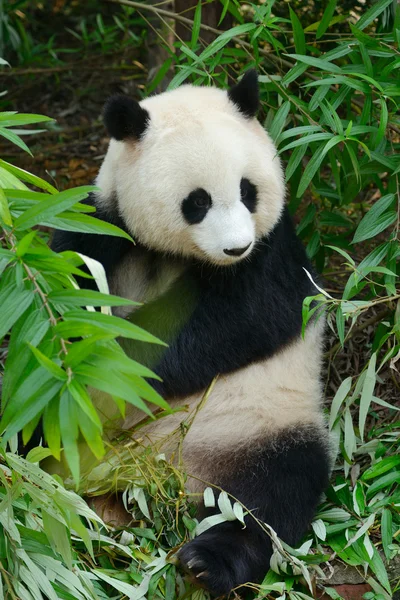 Panda géant affamé mangeant du bambou Photo De Stock