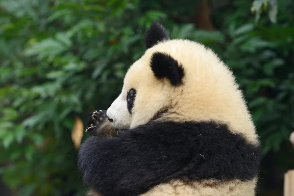 Giant panda bear — Stock Photo, Image