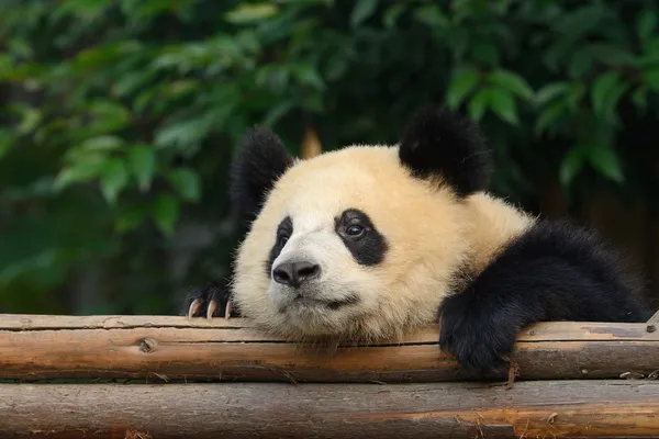 Giant panda bear