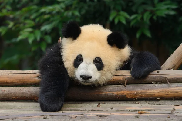 Giant panda bear — Stock Photo, Image
