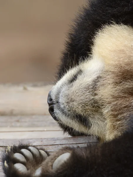 Riesenpandabär — Stockfoto