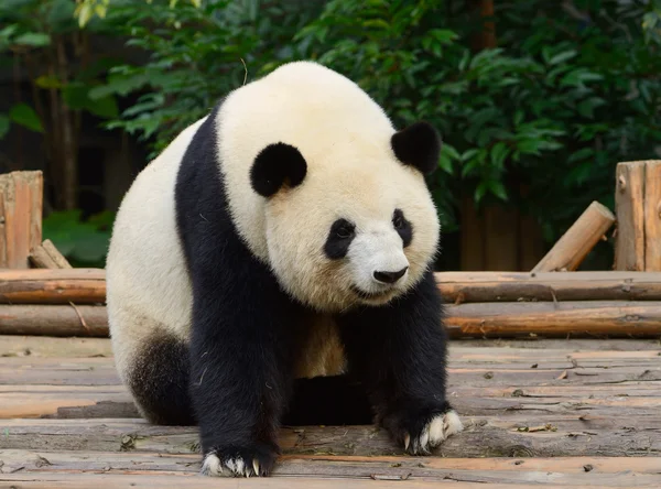 Dev panda ayısı — Stok fotoğraf
